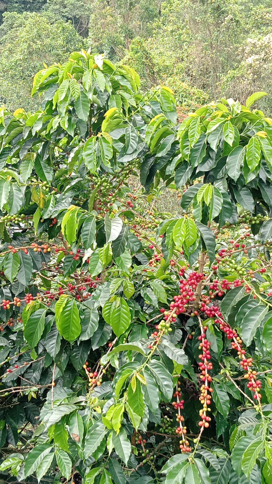Coffee farm